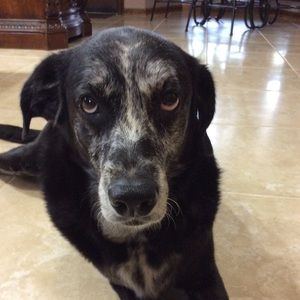 Meet your Posher, Dianne